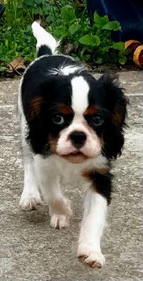 Elevage Princesse Du Sud - Cavalier King Charles Spaniel - Portée née le 04/08/2023