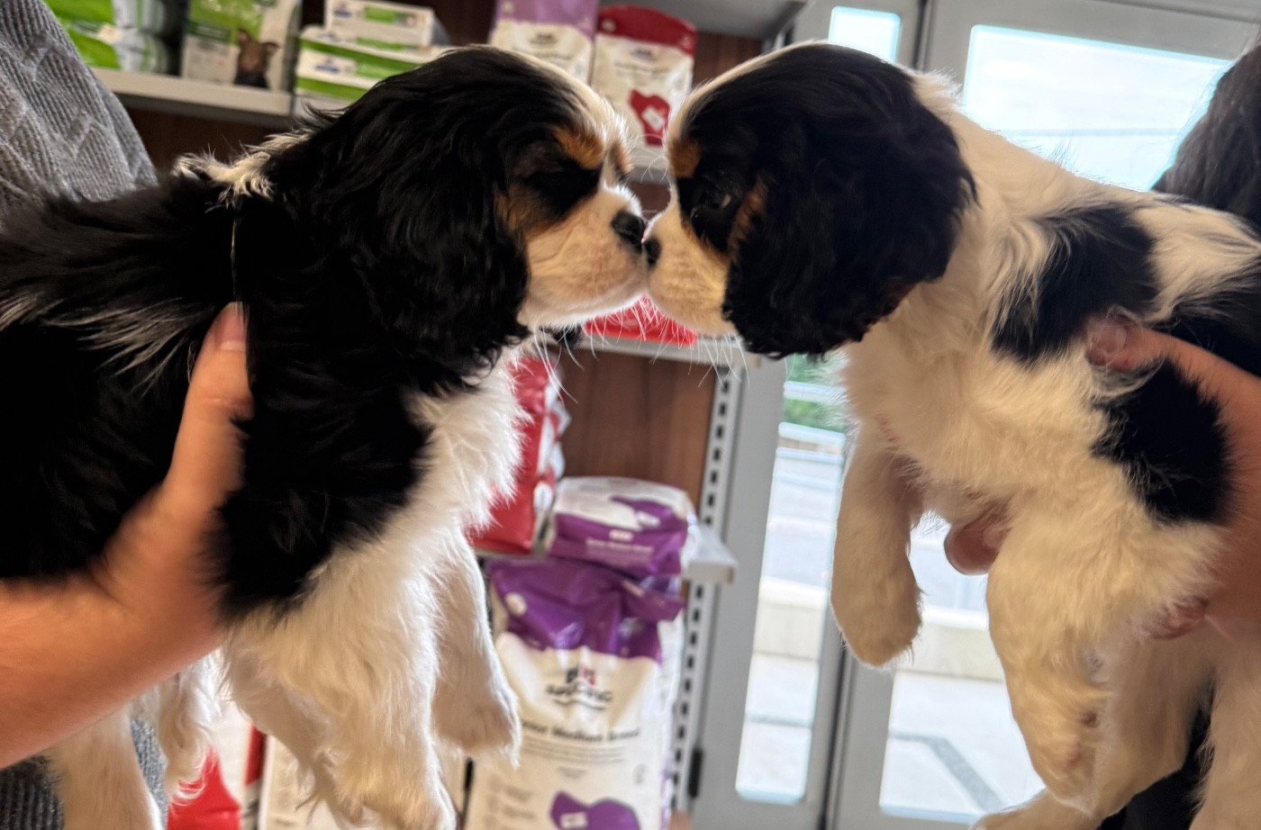 Elevage Princesse Du Sud - Cavalier King Charles Spaniel - Portée née le 11/11/2025