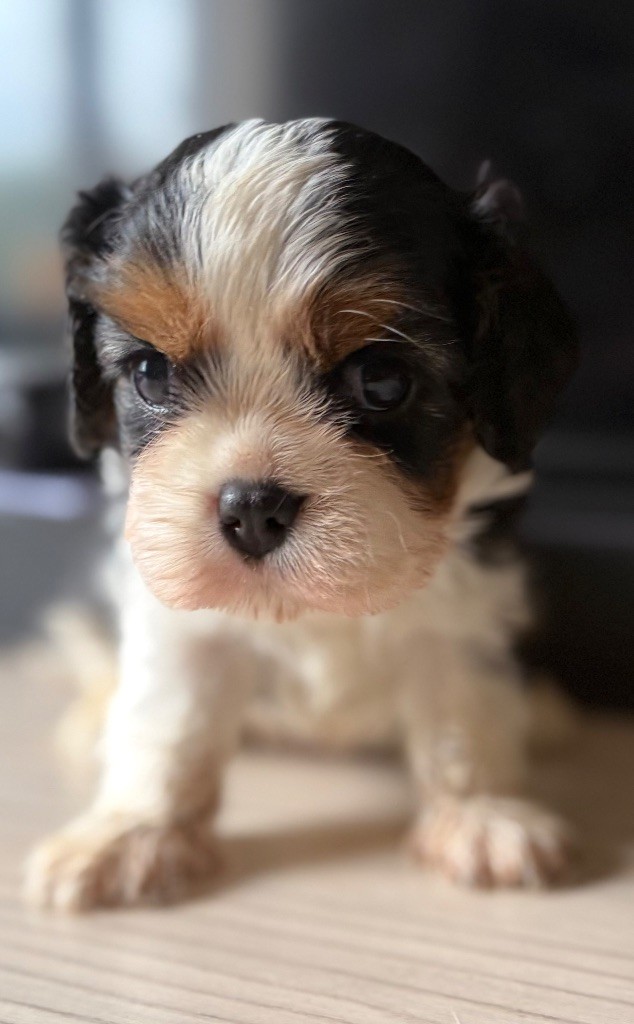 Elevage Princesse Du Sud - Chiots disponibles - Cavalier King Charles Spaniel
