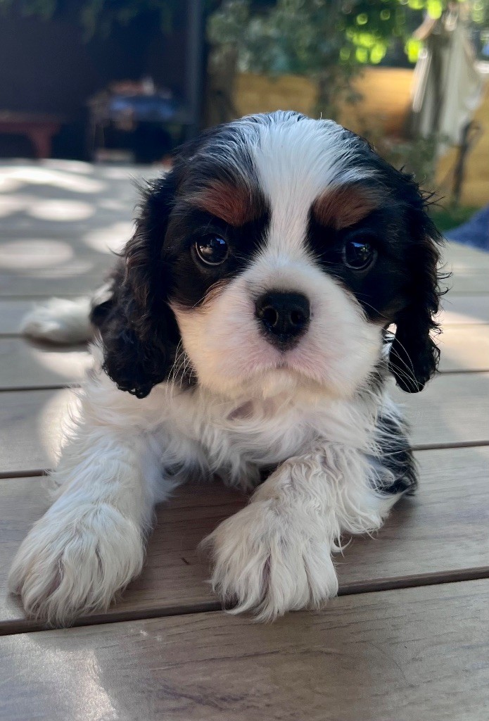 Elevage Princesse Du Sud - Cavalier King Charles Spaniel - Portée née le 04/08/2023