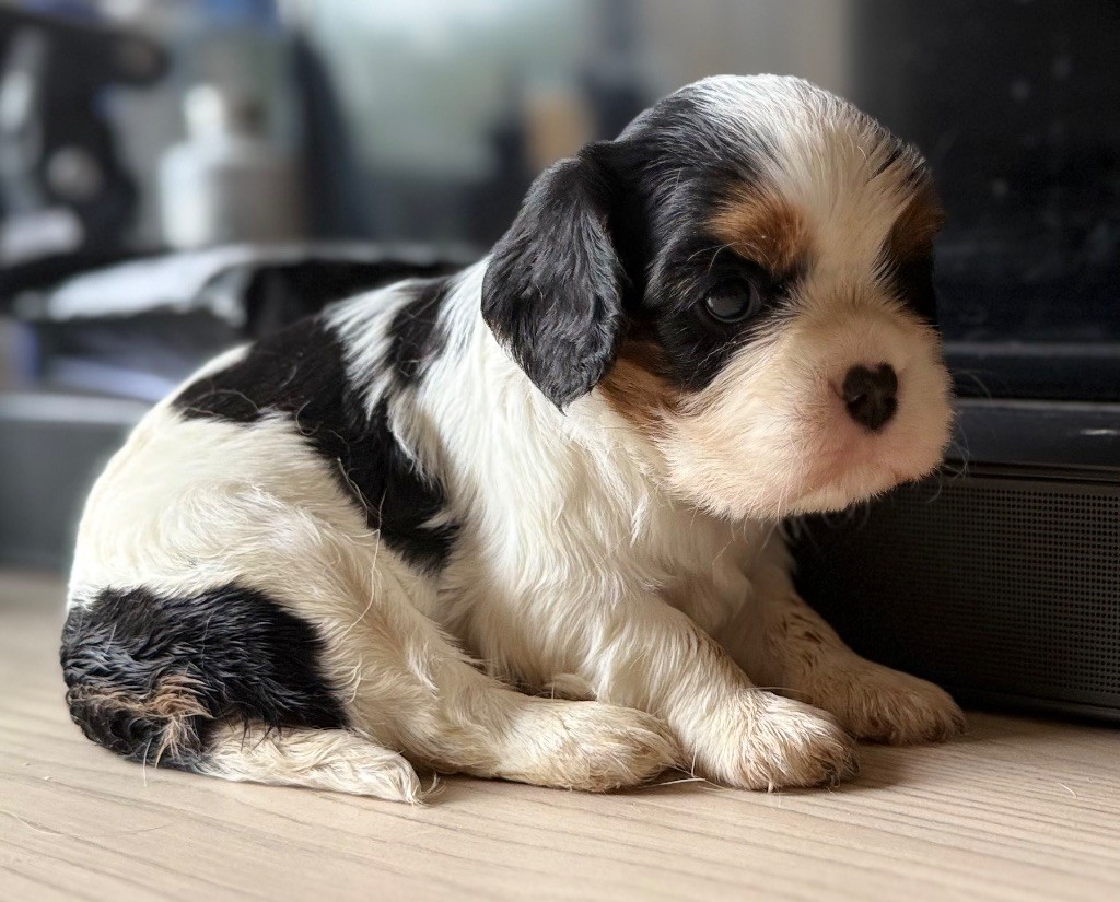 Elevage Princesse Du Sud - Chiots disponibles - Cavalier King Charles Spaniel