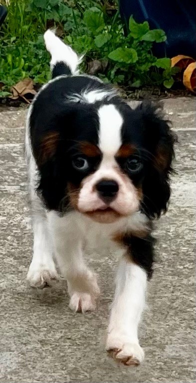 Elevage Princesse Du Sud - Chiots disponibles - Cavalier King Charles Spaniel